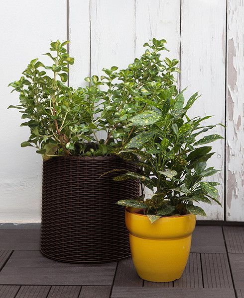 Кашпо Cylinder Planter Medium 18 л коричневе Keter 7290103664190 7290103664190 фото