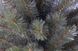 Искусственная сосна Forest Frosted с эффектом инея 90 см Triumph Tree 8717669551881 8717669551881 фото 10